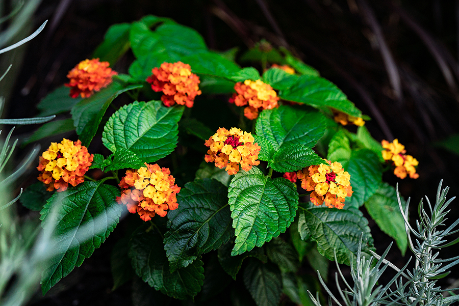 Commercial Landscaping in Rochester, Buffalo & The Fingerlakes